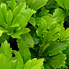 Pachysandra Terminalis