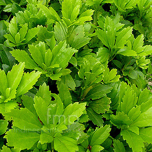 Pachysandra Terminalis - Japanes Spurge, Pachysandra