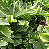 Pachysandra Terminalis - Variegata