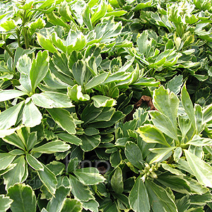 Pachysandra Terminalis 'Variegata' - Variegated Pachysandra