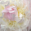 Paeonia Lactiflora - Baroness Shroder