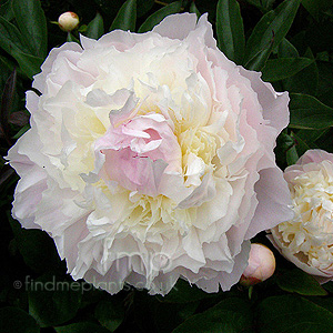 Paeonia Lactiflora Baroness Shroder - Peony