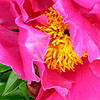 Paeonia Lactiflora - Bowl of Beauty