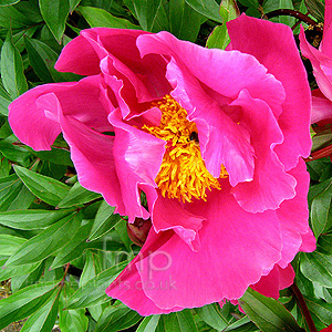 Paeonia Lactiflora 'Bowl of Beauty' - Peony