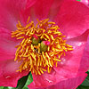 Paeonia - China Rose