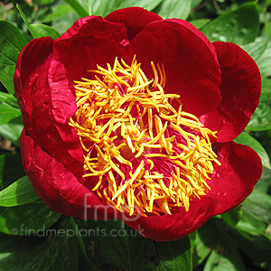 Paeonia 'Defender' - Peony, Paeonia