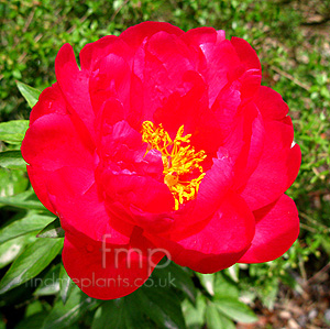 Paeonia 'Ellen Cowley'