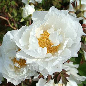 Paeonia Hak Uo-Jishi - Peony