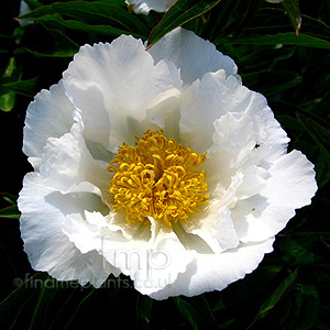 Paeonia Lactiflora 'Krinkled White'