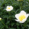 Paeonia Lactiflora - Jan van Leeuween