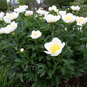 Paeonia Lactiflora 'Jan van Leeuween' - Peony, Paeonia