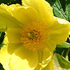 Paeonia Lutea