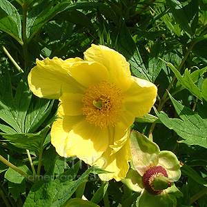 Paeonia Lutea - Tree Peony