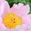 Paeonia - Nymphe