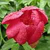 Paeonia Peregrina