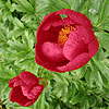 Paeonia Clusii - x rhodia