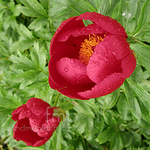 Paeonia Clusii x rhodia - Peony