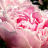 Paeonia Lactiflora - Sarah Bernhardt