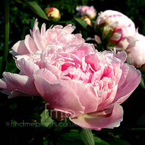 Paeonia Lactiflora 'Sarah Bernhardt'