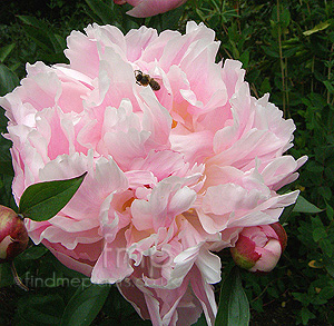 Paeonia 'Shirley Temple' - Peony