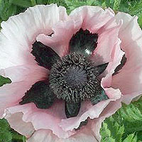 Papaver Orientale 'Cedric Morris' - Papaver, Poppy