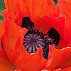 Papaver Orientale - Gartenmohn