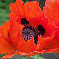 Papaver Orientale - Oriental Poppy