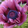 Papaver Orientale - Patty May