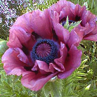 Papaver Orientale 'Patty May' - Papaver, Poppy