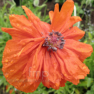 Papaver 'Fire Ball' - Papaver, Poppy