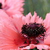 Papaver Orientalis - Forncett Summer