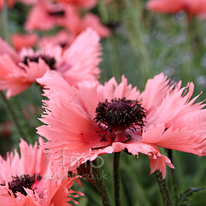 Papaver Orientalis Forncett Summer' - Papaver, Poppy