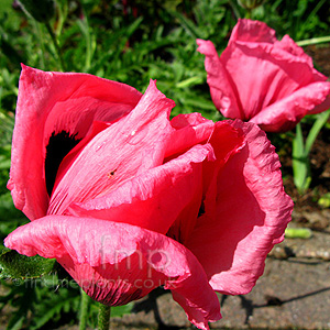 Papaver Orientale 'Indian Chief' - Papaver, Poppy