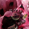 Papaver Orientale - Pattys Plum