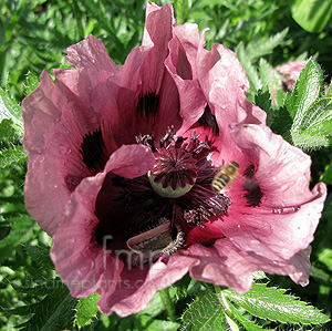 Papaver Orientale 'Patty's Plum' - Oriental Poppy