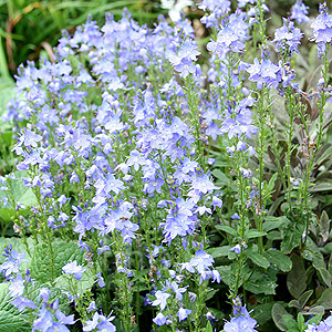 Parahebe Catarractae Blue Form