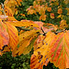 Parrotia Persica