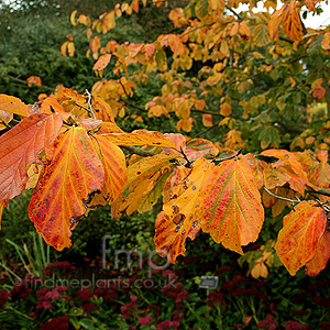 Parrotia Persica - Iron Wood