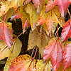 Parthenocissus Tricuspidata