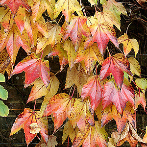 Parthenocissus Tricuspidata - Boston Ivy, Japanese Creeper