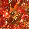 Parthenocissus Tricuspidata - Veitchii