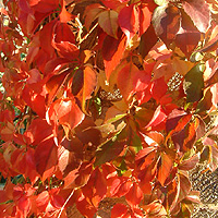 Parthenocissus Tricuspidata - Virginia Creeper