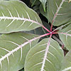 Parthenocissus Henryana