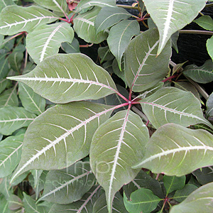 Parthenocissus Henryana - Chinese Virginia Creeper, Parthenocissus