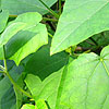 Paulownia Tomentosa