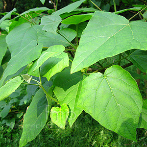 Paulownia Tomentosa - Empress Tree, Paulownia