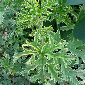 Pelargonium 'Lady Plymouth'