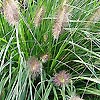 Pennisetum Alopecuroides