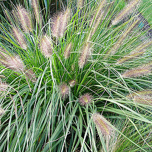 Pennisetum Alopecuroides - Fountain Grass, Pennisetum