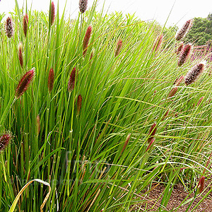 Pennisetum Thunbergii 'Red Buttons' - Fountain Grass